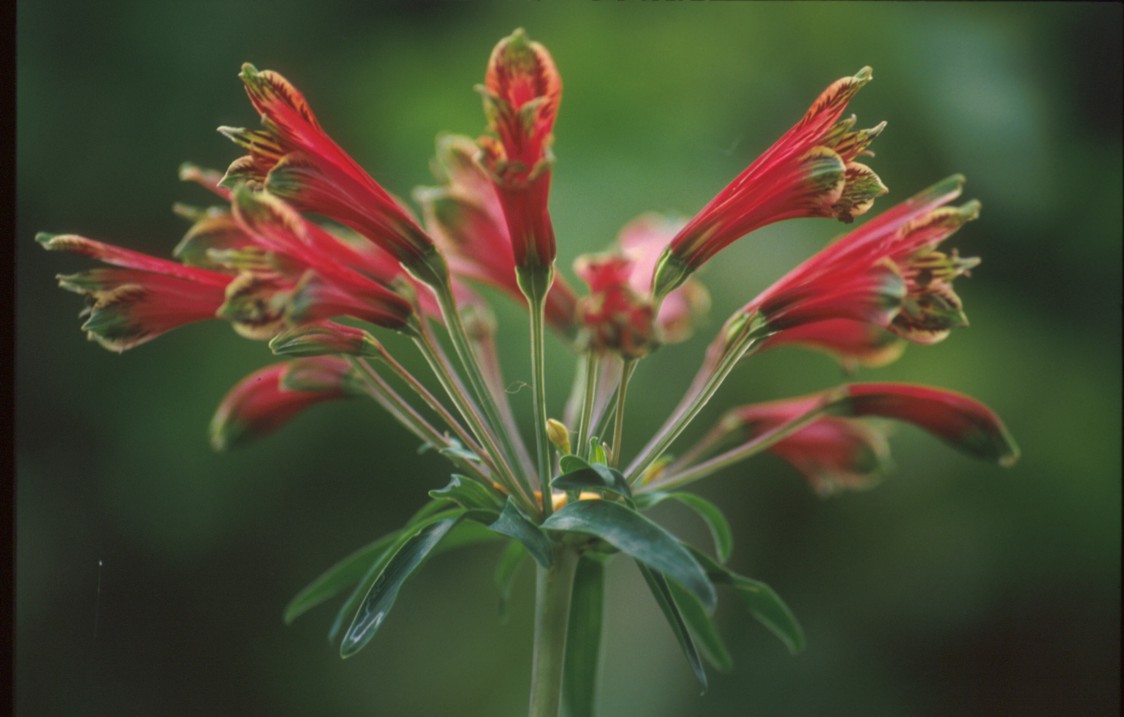 Flora Argentina